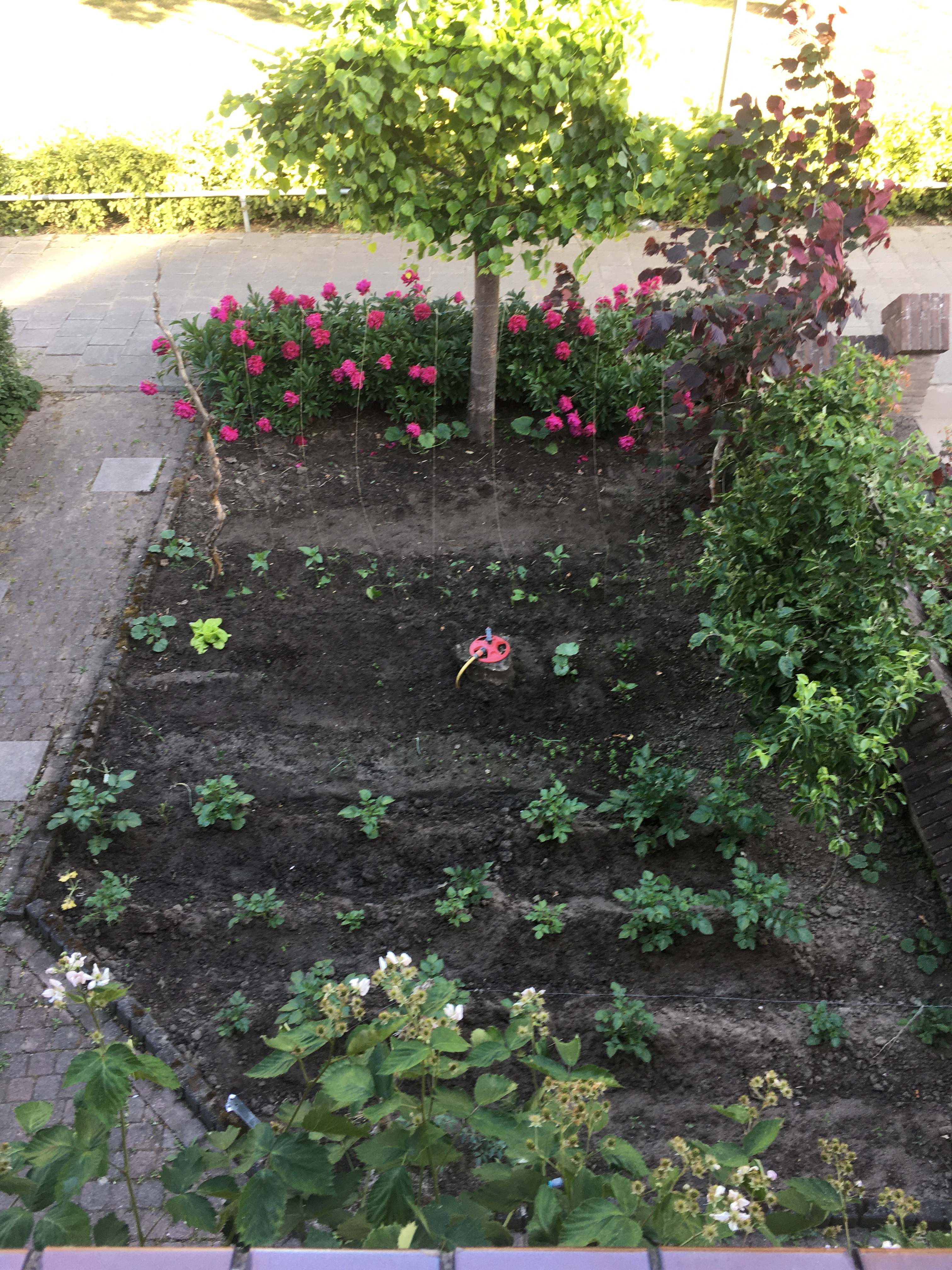 Front Yard 2020
